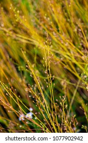 Camelina Sativa Plants With Ripe Seeds