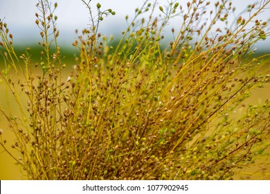 Camelina Sativa Plants With Ripe Seeds