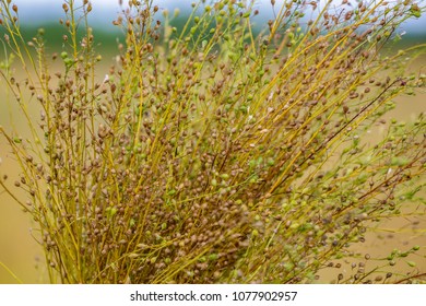 Camelina Sativa Plants With Ripe Seeds