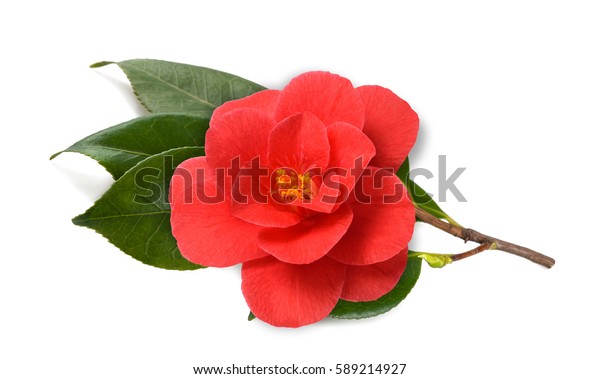 Camellia Branch Flower Isolated On White Stock Photo (Edit Now) 589214927