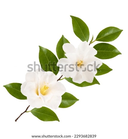 camellia branch with flowers  isolated on white