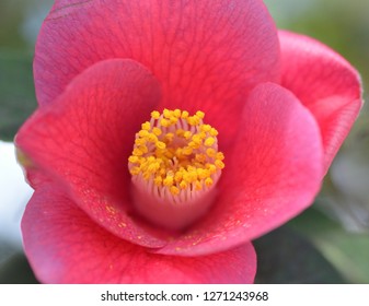 the Camellia flower