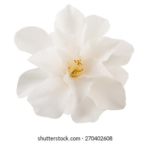 Camellia Flower  Isolated On White