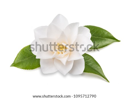 camellia flower with leaves  isolated on white