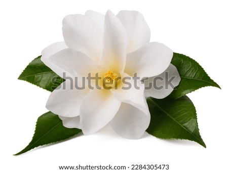 Camellia flower with leaves  isolated on white