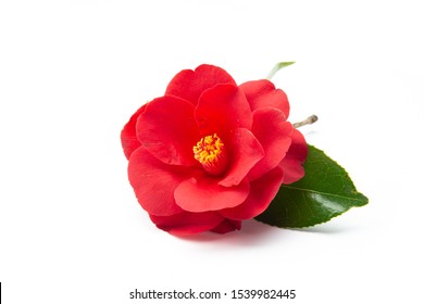 Camellia Flower On White Background