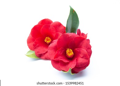 Camellia Flower On White Background