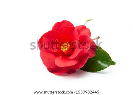 camellia flower on white background
