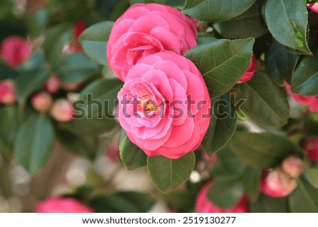 Similar – Image, Stock Photo Camellia camellia