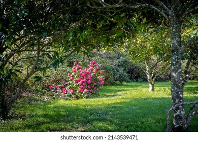 Kamelien-Blumen auf grünem Hintergrund
