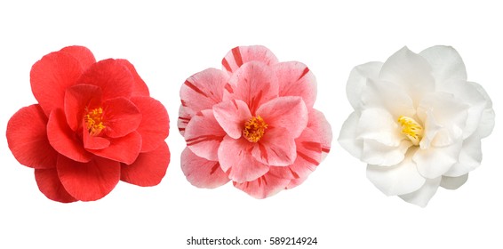 Camellia Flowers White Red And Pink Isolated On White Background