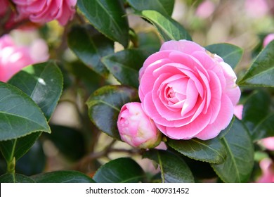 Camellia Japonica