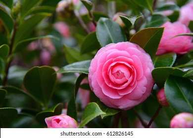 Camellia Japonica