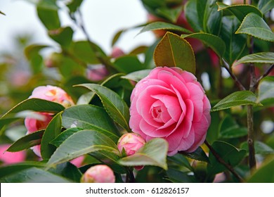 Camellia Japonica