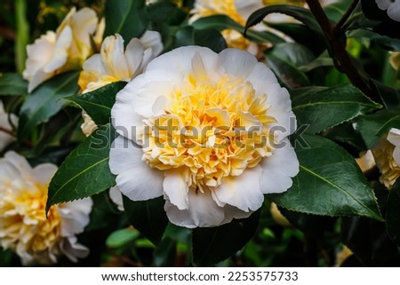 Camellia japonica 'Brushfield Yellow' flower in garden, close up. Brushfields Yellow Camellia japonica in full bloom, closeup.
