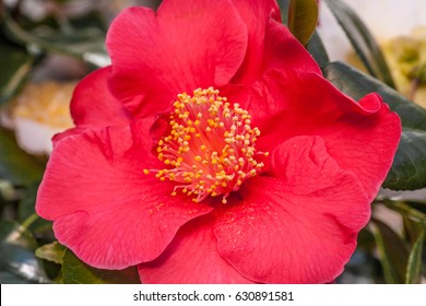 Camellia Japonica Dr King