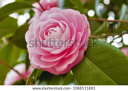 Camellia japonica of japan