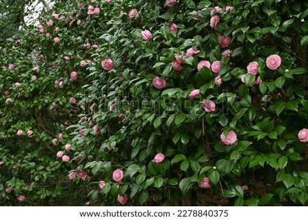 Camellia japonica pink flowers. Theaceae evergreen tree. Blooms from February to April.