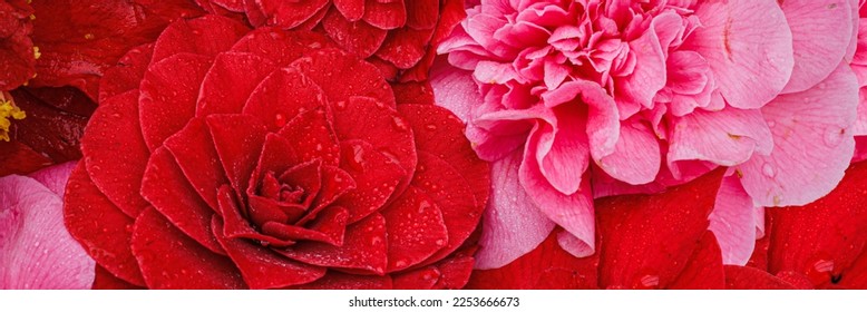 Camellia japonica red and pink flowers, close up. Banner. Camellia Beautiful Bloom, closeup, macro. Camellia rose petals. Floral wall with power flower rose blossom - Shutterstock ID 2253666673