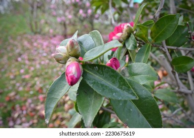 Camellia japonica. A species of plants of the genus Camellia of the Tea family, growing in Southeast Asia. Camellia japonica flowers in bud. Unopened camellia flowers on a bush. - Shutterstock ID 2230675619