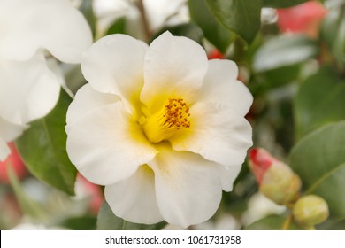 Camellia japonica Triphosa white flower - Powered by Shutterstock