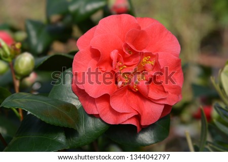Camellia Lady Campbell - Latin name - Camellia japonica Lady Campbell