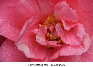 Camellia Lanhydrock Cornwall