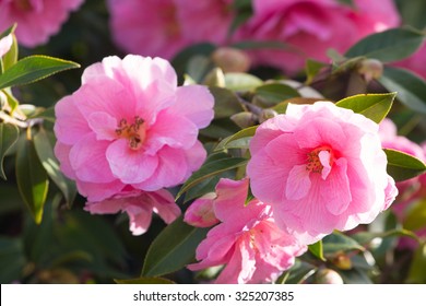 Camellia In Melbourne, Australia.