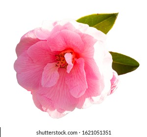 Camellia In Melbourne, Australia, White Background