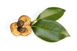 Camellia Nut With Seeds And Leaves Isolated On White Background