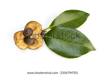 Camellia nut with seeds and leaves isolated on white background