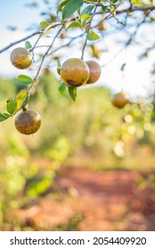 Camellia Oleifera Fruit Growing On Camellia Stock Photo 2054409920