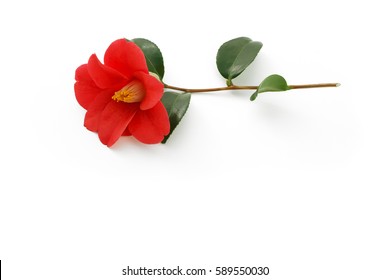 Camellia On White Background