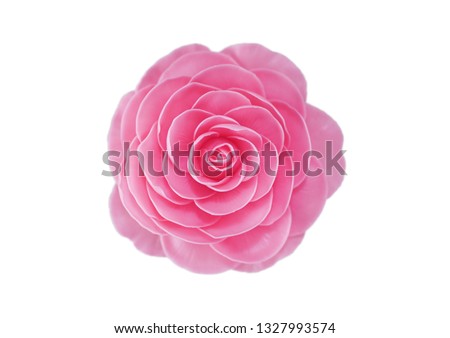 Camellia on white background