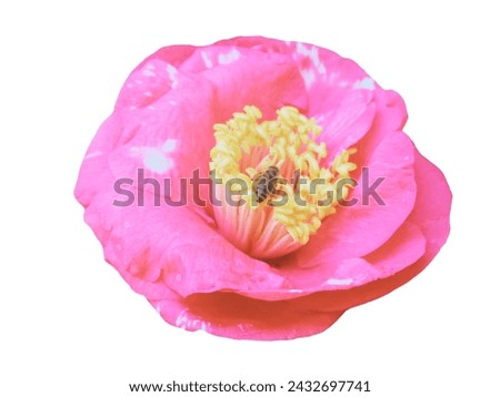 Camellia pink flower isolated in white background