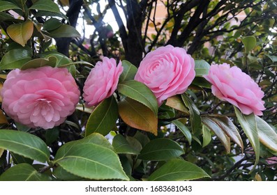 Camellia Quadruplets Beautifully In Line.