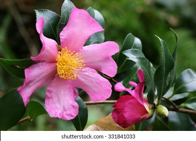 Camellia Sasanqua