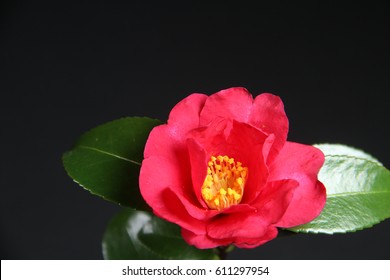 Camellia Sasanqua