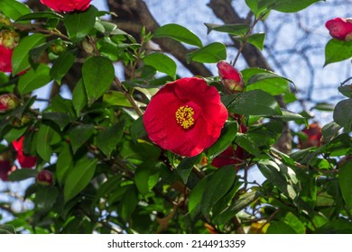 Camellia Sasanqua Flower In Botanic Garden 