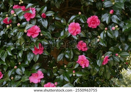 Similar – Image, Stock Photo Camellia camellia