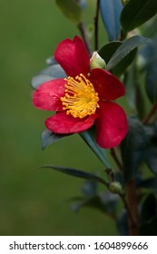 Camellia Sasanqua Red Garden Plant Yuletide