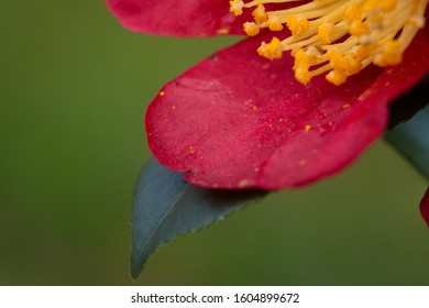 Camellia Sasanqua Red Garden Plant Yuletide