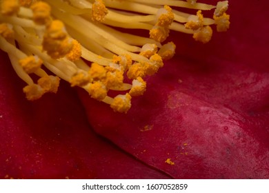 Camellia Sasanqua Red Garden Plant Yuletide