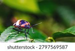 Camellia Shield Bug,Tea Seed Bug (Poecilocoris latus) | Flickr on green leave