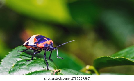 Camellia Shield Bug,Tea Seed Bug (Poecilocoris latus) | Flickr on green leave