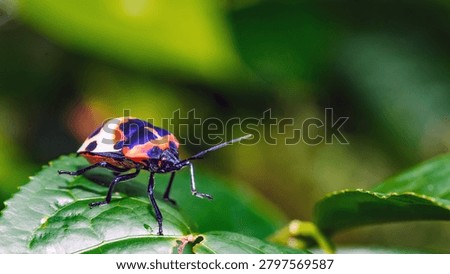Camellia Shield Bug,Tea Seed Bug (Poecilocoris latus) | Flickr on green leave