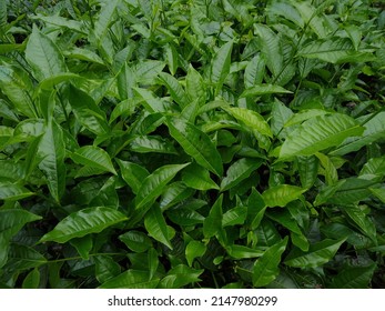 Camellia Sinensis Tea Plant Leaves, Close-up View