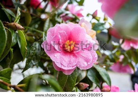 Camellia x williamsii, beautiful hybrid camellia flower with fresh waxy leaves, lightly variegated pink petals, bright yellow stamens and water droplets, vivid occurrence in a garden after a rainy day