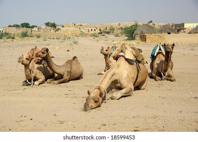 Camels