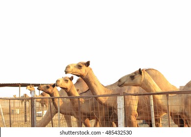 camels